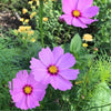 Sow 'n Sow - Blooming Beautiful Gift of Seeds