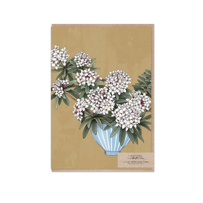 Daphnes Still Life Card