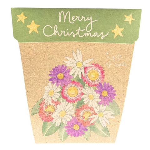 Sow 'n Sow - Christmas Native Daisies Gift of Seeds (Australia Only)