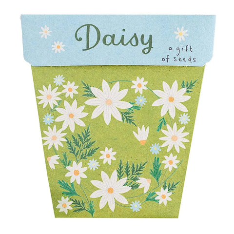 Sow 'n Sow Daisy Gift of Seeds