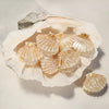 Kingston Jewellery - Creamy Shell Clip