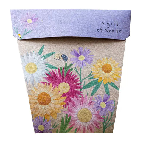 Sow 'n Sow Native Daisies Gift of Seeds