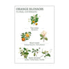 Panier des Sens Orange Blossom Roll-On EDT