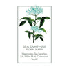 Panier des Sens Sea Fennel/Samphire Liquid Marseille Soap