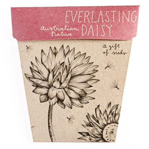 Sow 'n Sow Everlasting Daisy