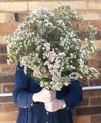 GERALDTON WAX BUNCH